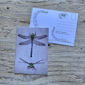 Emperor Dragonfly Postcard