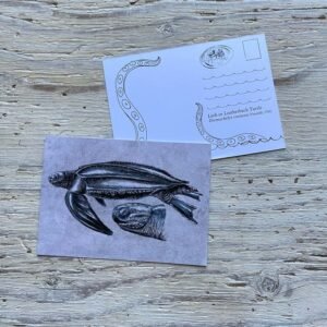 leatherback turtle postcard