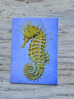 seahorse postcard