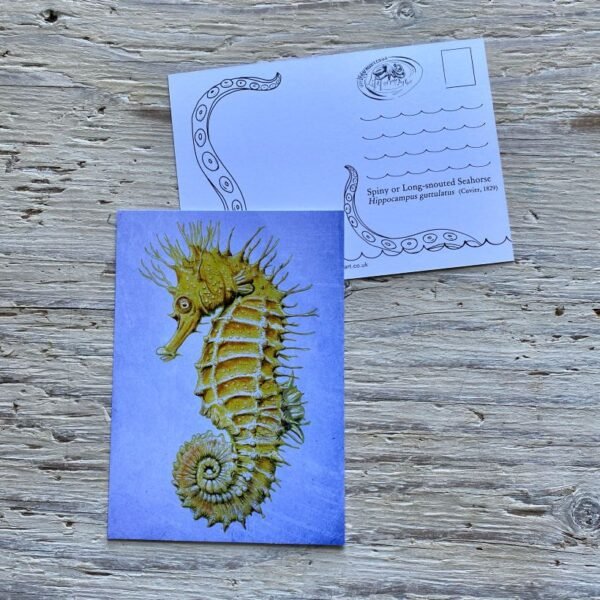 seahorse postcard