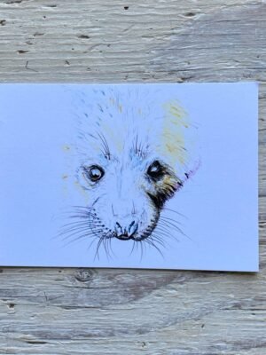 seal pup postcard