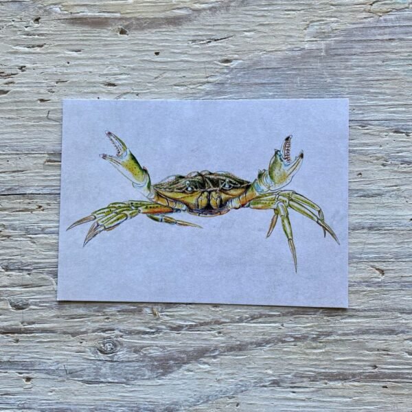 shore crab postcard