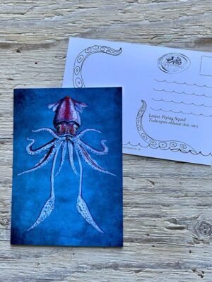 flying squid postcard