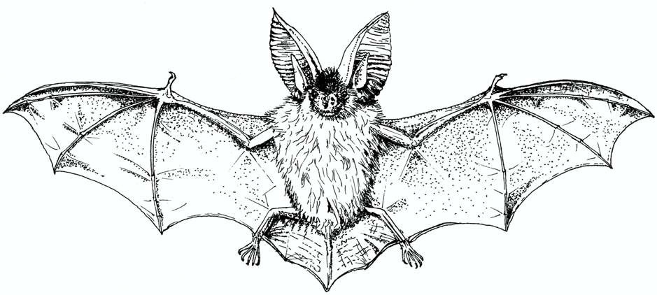 Long eared bat