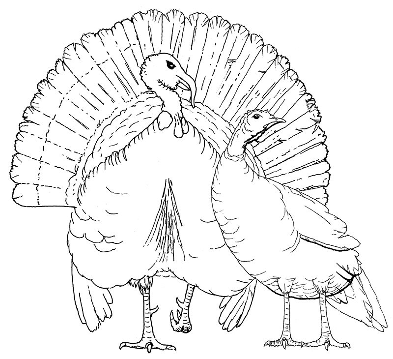 turkey-cock-and-hen