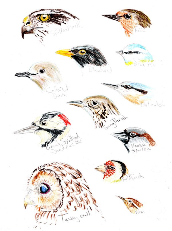 Taking a look at garden birds - Lifeforms Art