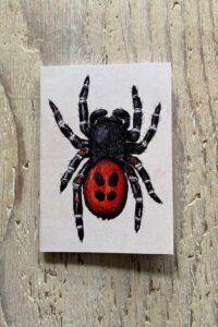 Ladybird spider notebook