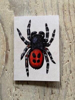 Ladybird spider notebook