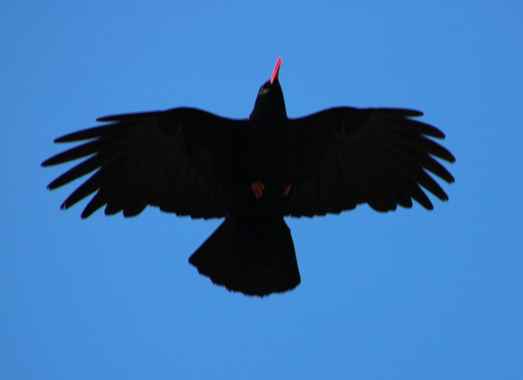 Red beaked, red legged Chough - the rarer of the corvids