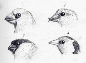 Four British Finches