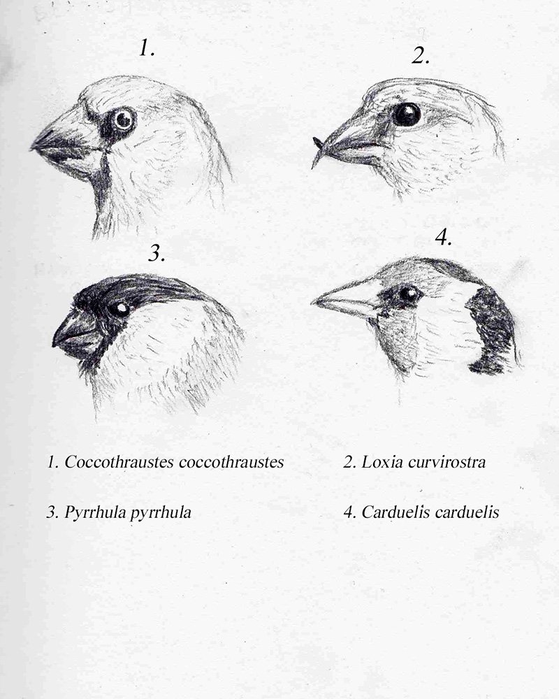 British Finches, based on the study by Charles Darwin.