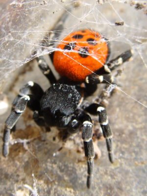 Male ladybird spider