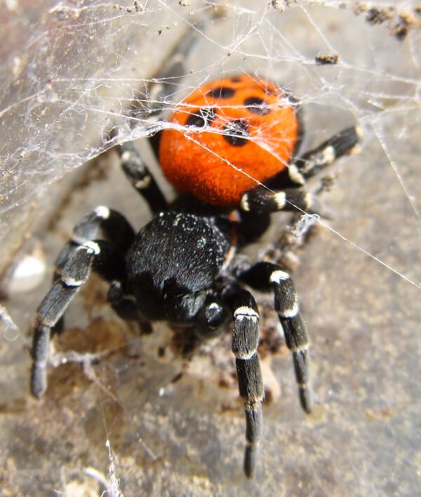 Male ladybird spider