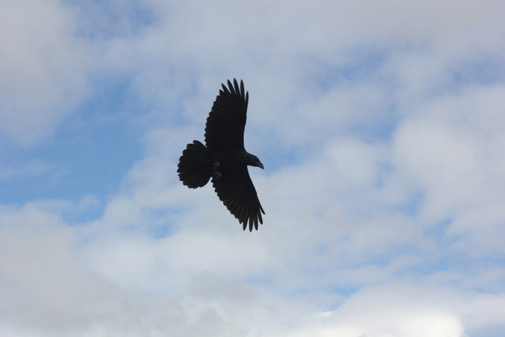Raven - the largest of the Corvids
