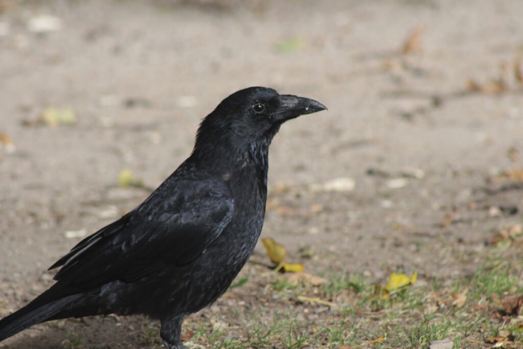 carrion crow - corvid ID