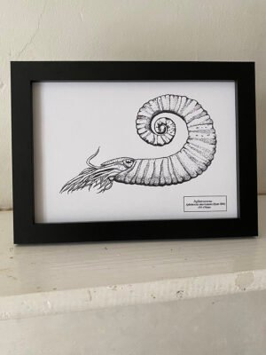 Aphetoceras Fine Art Print