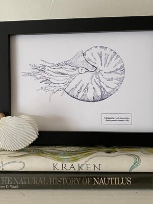 Chambered Nautilus Fine Art Print