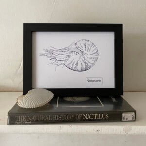 Chambered Nautilus Fine Art Print