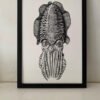 Common Cuttlefish Fine Art Print p