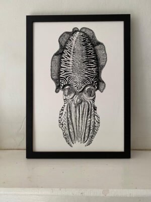 Common Cuttlefish Fine Art Print p
