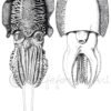 Common Cuttlefish - lifeforms art