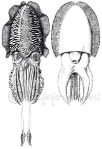 Common Cuttlefish - lifeforms art