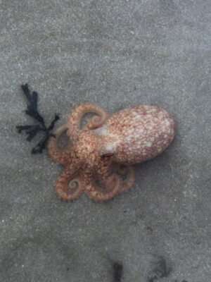 Curled-Octopus