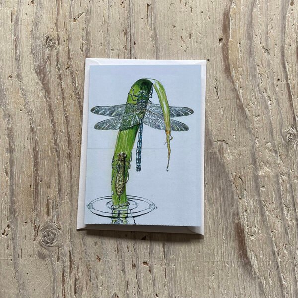 Emperor Dragonfly Greetings Card