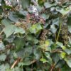 Ivy berries