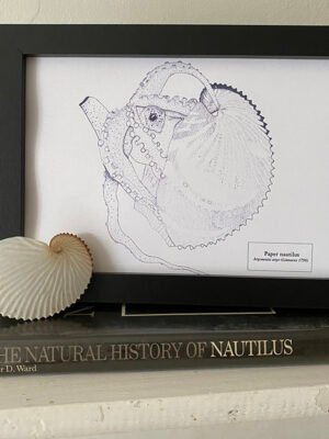 Paper Nautilus Fine Art Print