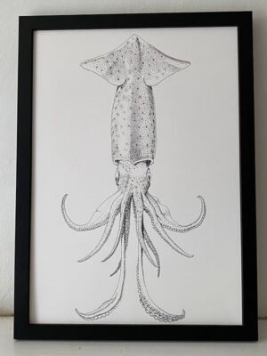 Sagittal Squid