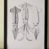 Sagittal Squid Dorsal & Ventral Fine Art Print