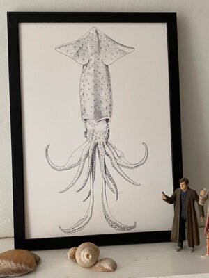 Sagittal Squid Fine Art Print