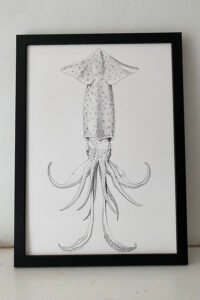 Sagittal Squid Fine Art Print