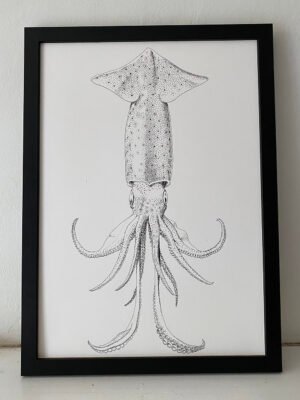 Sagittal Squid Fine Art Print