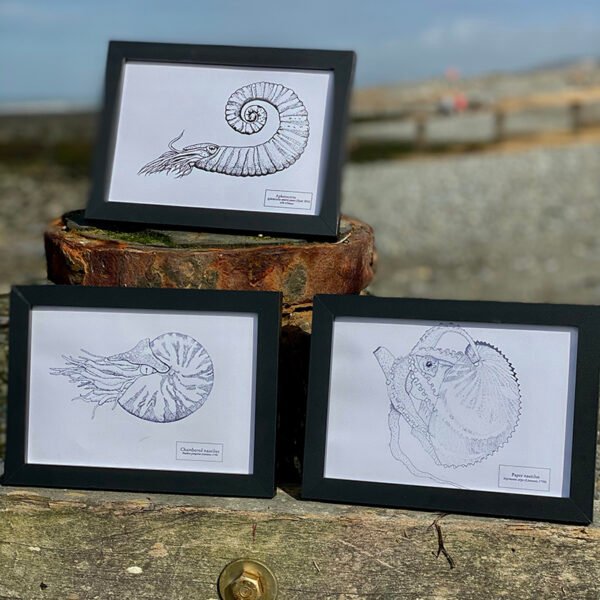 Three Shelled Cephalopod Fine Art Prints