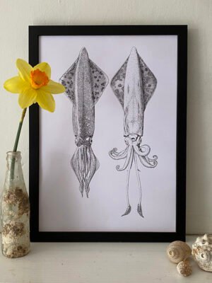 Veined Squid Dorsal & Ventrical Fine Art Print