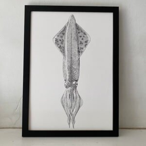 Veined squid fine art print