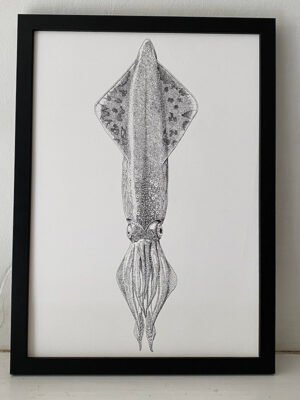 Veined squid fine art print