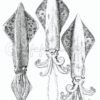 Veined Squid with Tentacles Extended