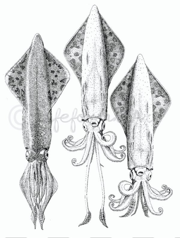 Veined Squid with Tentacles Extended