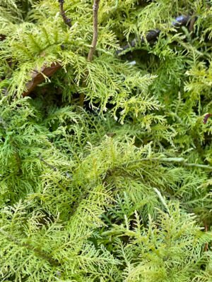 moss