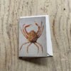 spider crab greetings card