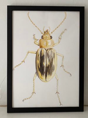 Beachcomber Beetle Fine Art