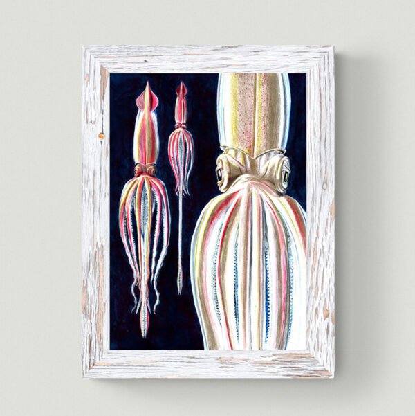 Limited edition giant squid fine art print
