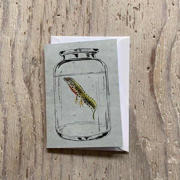 Smooth Newt Greetings Card
