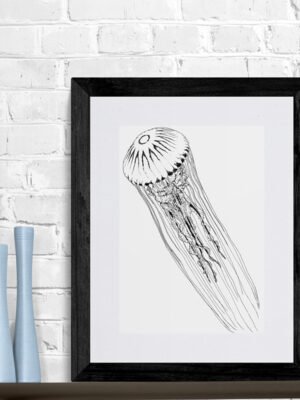 Compass jellyfish fine art print