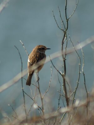 Female Stone Chat Pembrokeshire coast path