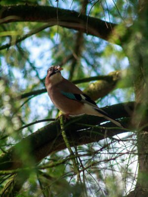 Jay in Douglas Fir