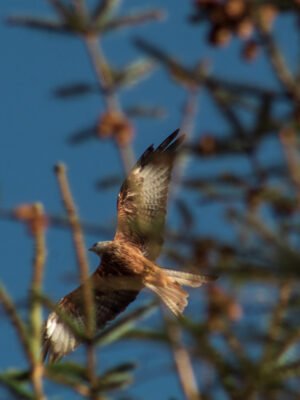 Red Kite in Bwlch Nant yr Arian